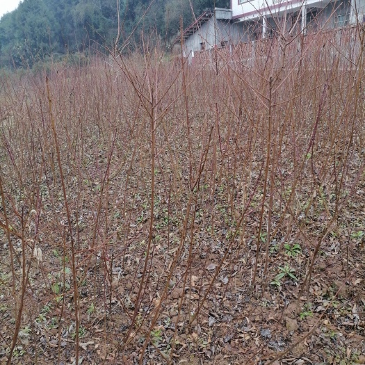 苍溪县蜂糖李树苗  蜂糖李嫁接苗