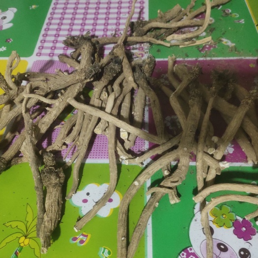 大庆北板蓝根 自己种得农药少