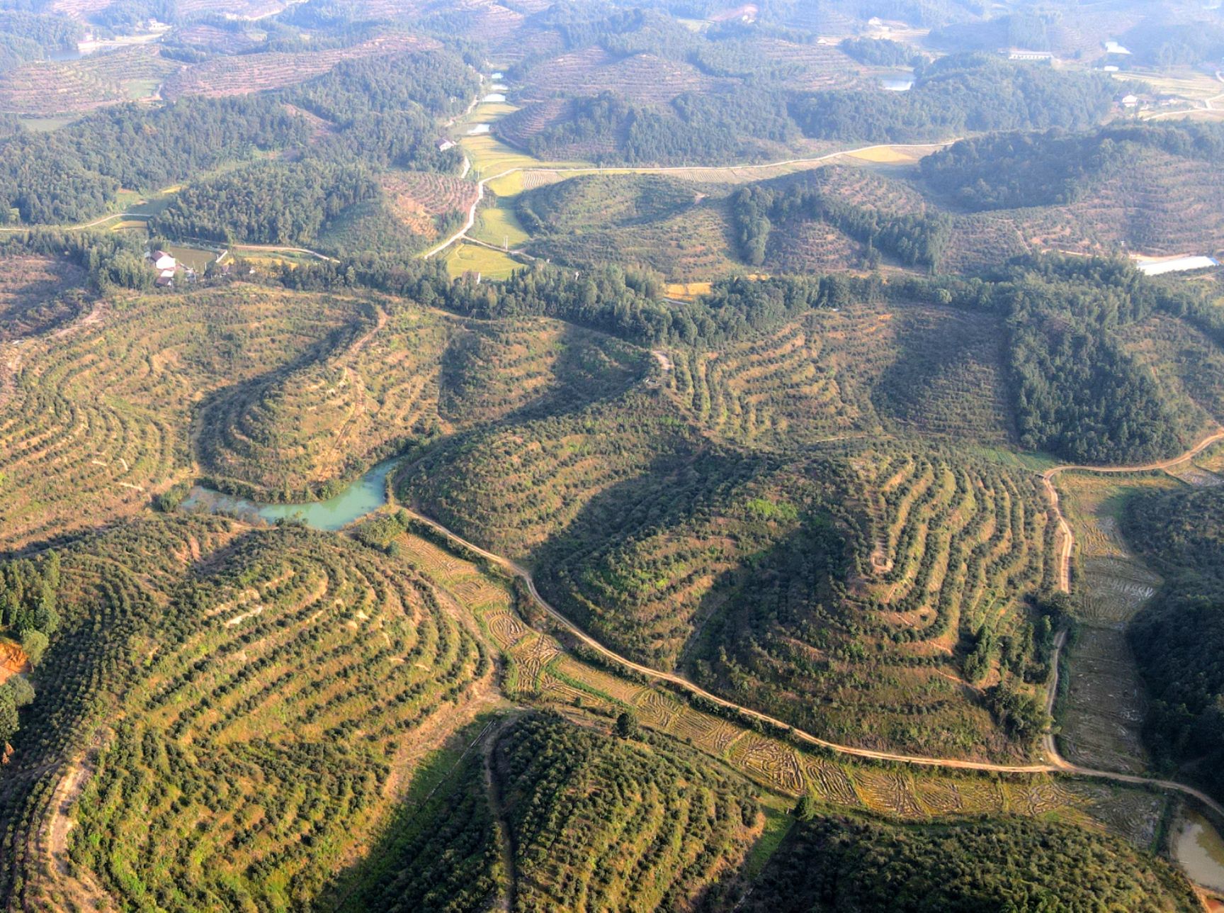 白花山茶油 纯正山茶油
