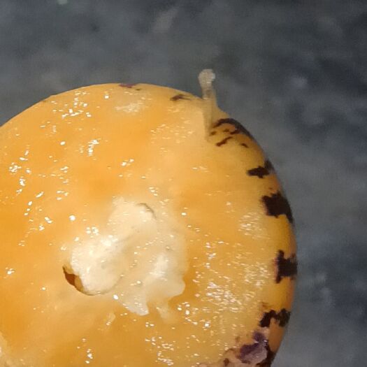 昆明新鲜人参果，保证新鲜，口感好