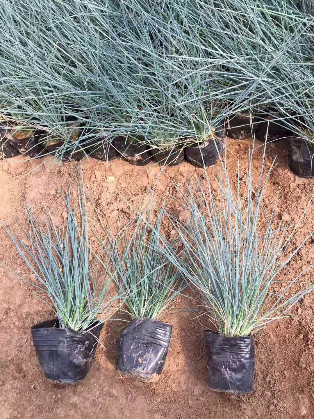 双色盆蓝羊茅 营养钵蓝羊茅价格 山东青州观赏草种植基地