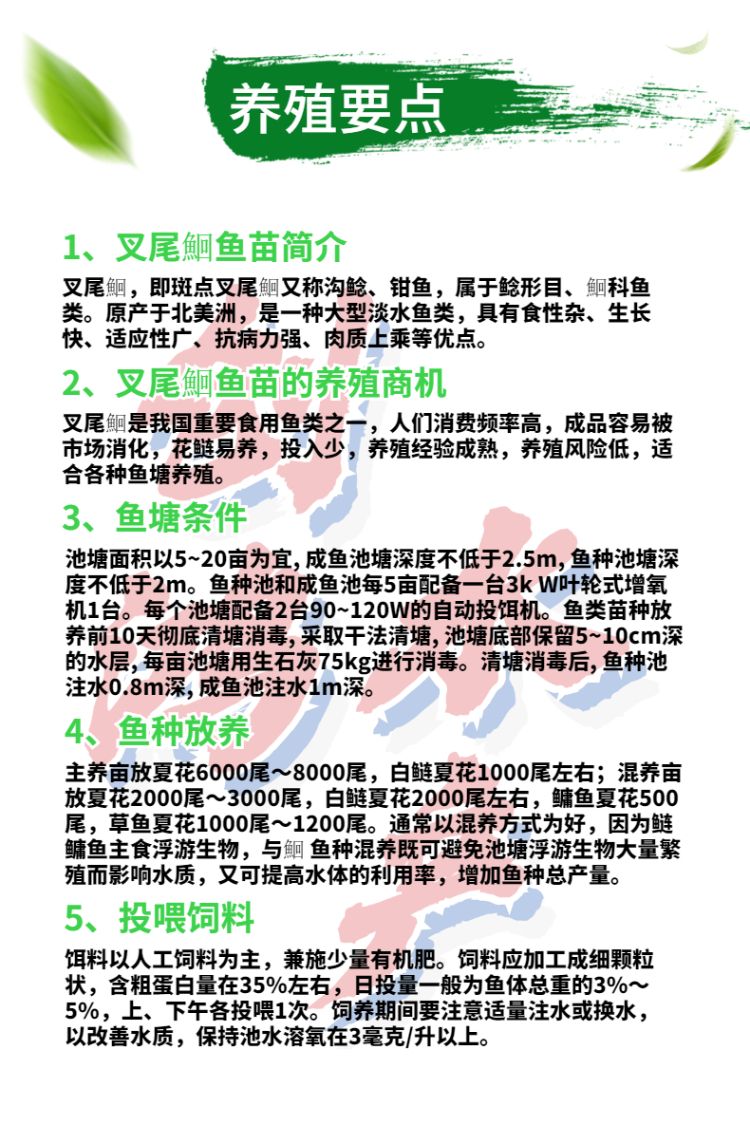 【淡水养殖】叉尾鮰鱼苗 美国斑点叉尾鮰鱼苗 叉尾钳鱼苗