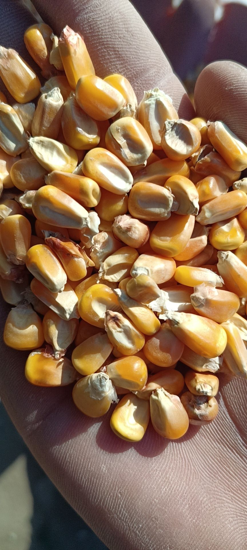 杂交玉米粒  玉米粒