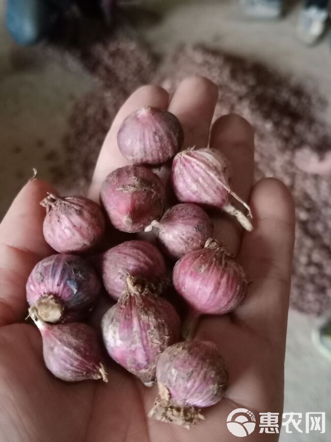 红皮蒜  2022大理紫皮独头珍珠蒜直径在2厘米以下现挖现发