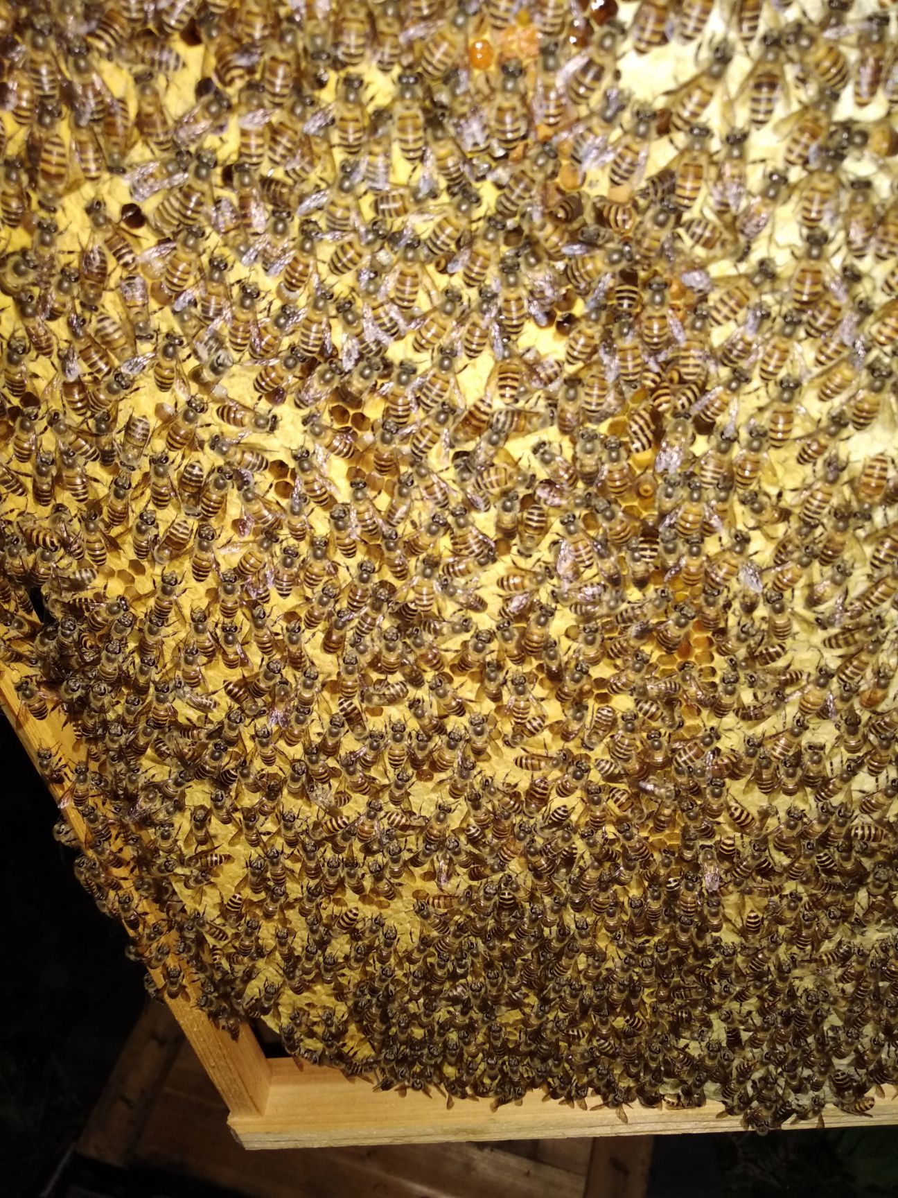 土蜂蜜 2年以上 41 本品不能代替药物 