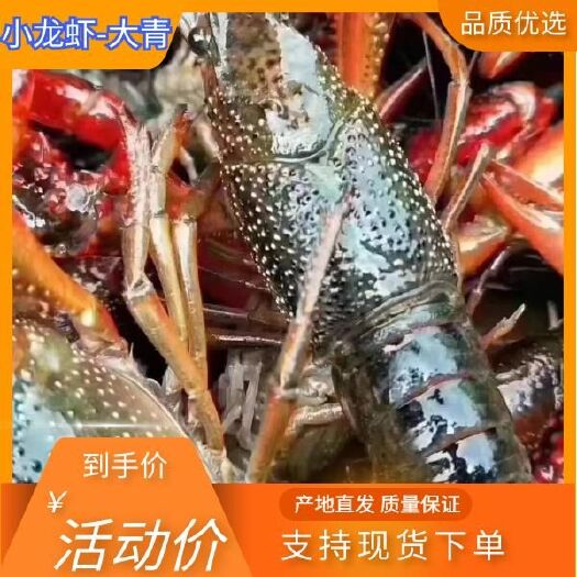 潜江市两虾 泡头虾潜江清水小龙虾，规格齐全，底板干净，肉质保满