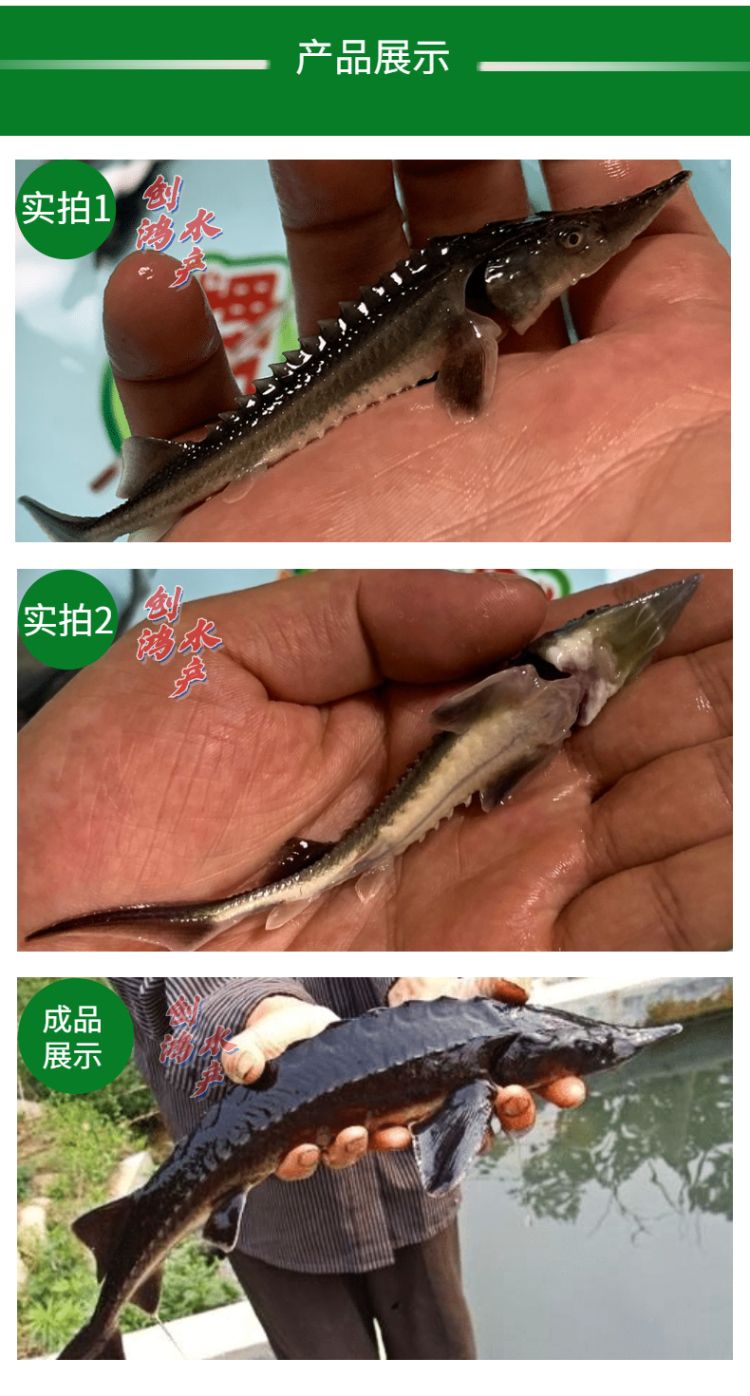 鲟龙鱼苗  【基地直销】寻鱼苗 杂交寻龙鱼苗 淡水养殖 观赏