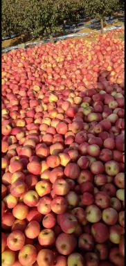 寒富苹果 韩富苹果冷库货