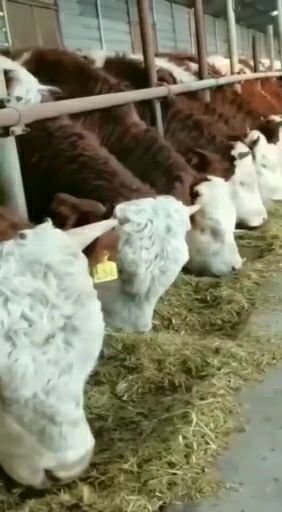 泾阳县西门塔尔牛 大小西门塔尔肉牛好品种好饲养