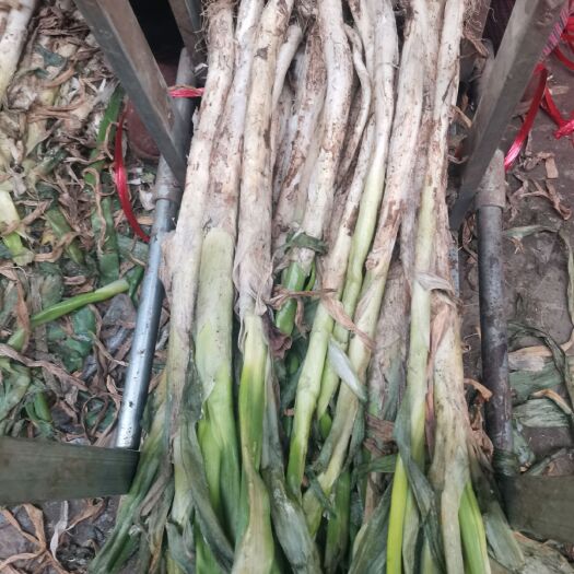 山东长白大葱