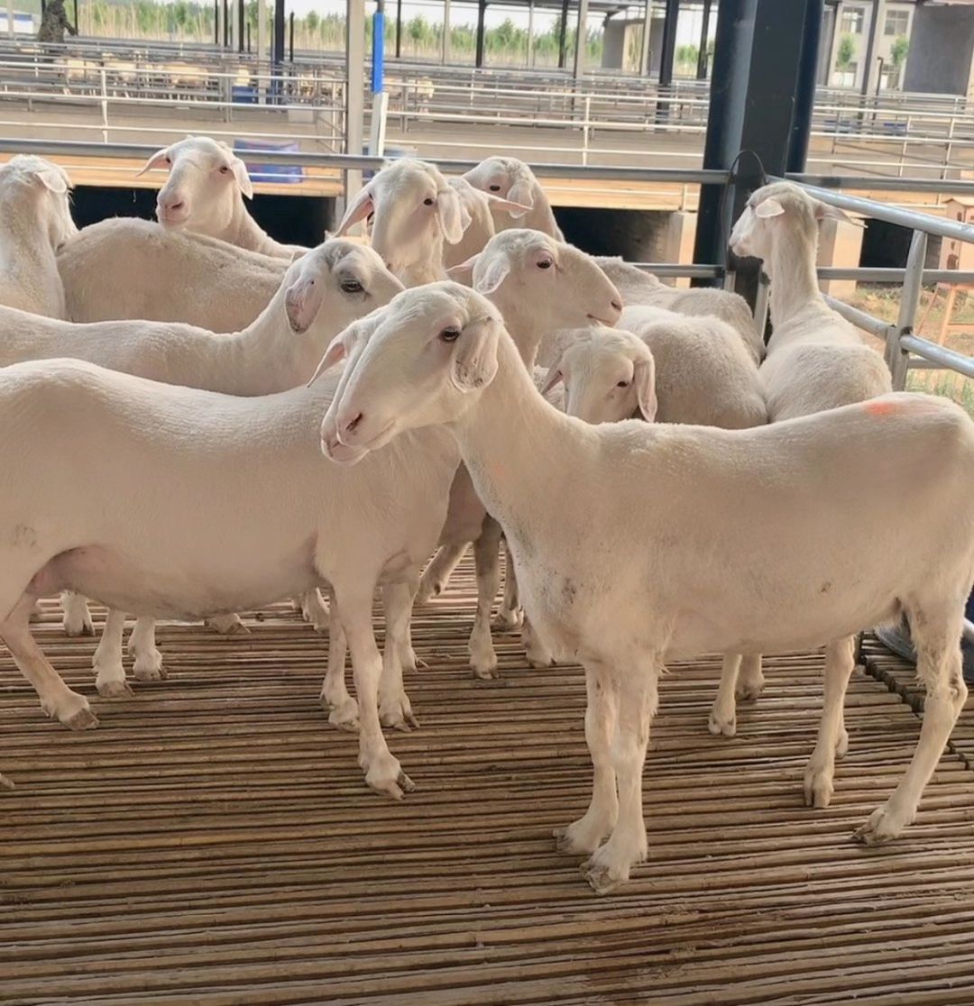 绵羊  湖羊养殖基地 湖羊基础母羊 种公羊 孕羊 羔羊 品种优良