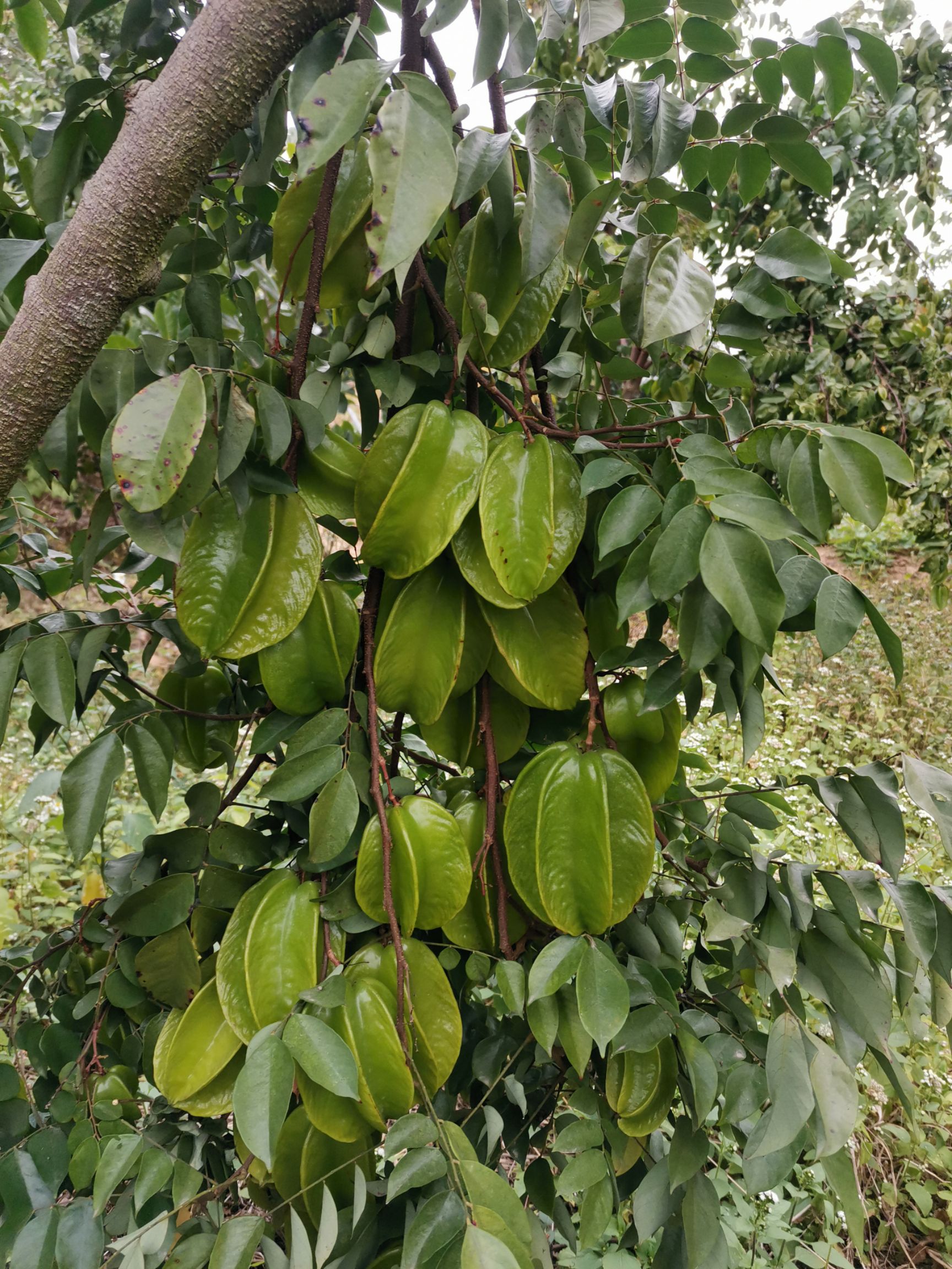 有機種植酸楊桃