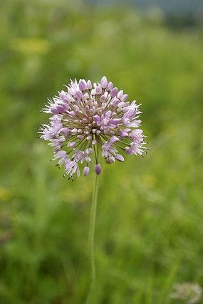 锡林郭勒大草原野生韭菜制成，天然无污染韭菜花！