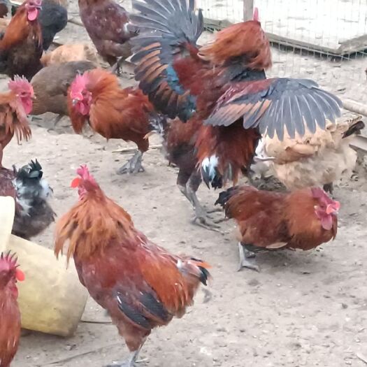 关岭县正宗散养土鸡，肉质鲜美