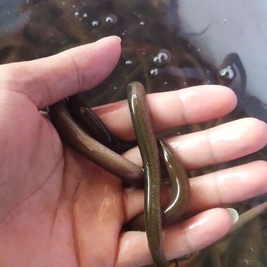 南宁正大9号黄鳝苗 黄鳝鱼苗，正大9号鳝鱼苗，货源充足，一手货源，