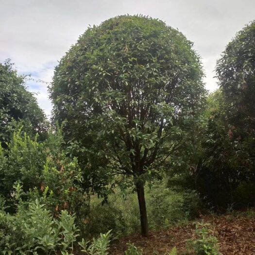 阳朔县八月桂  断根桂花树