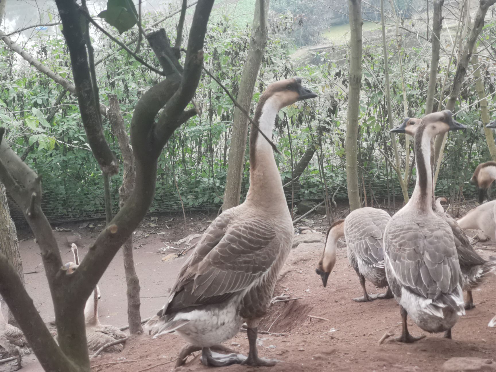 麻鹅  4年半淘汰老鹅