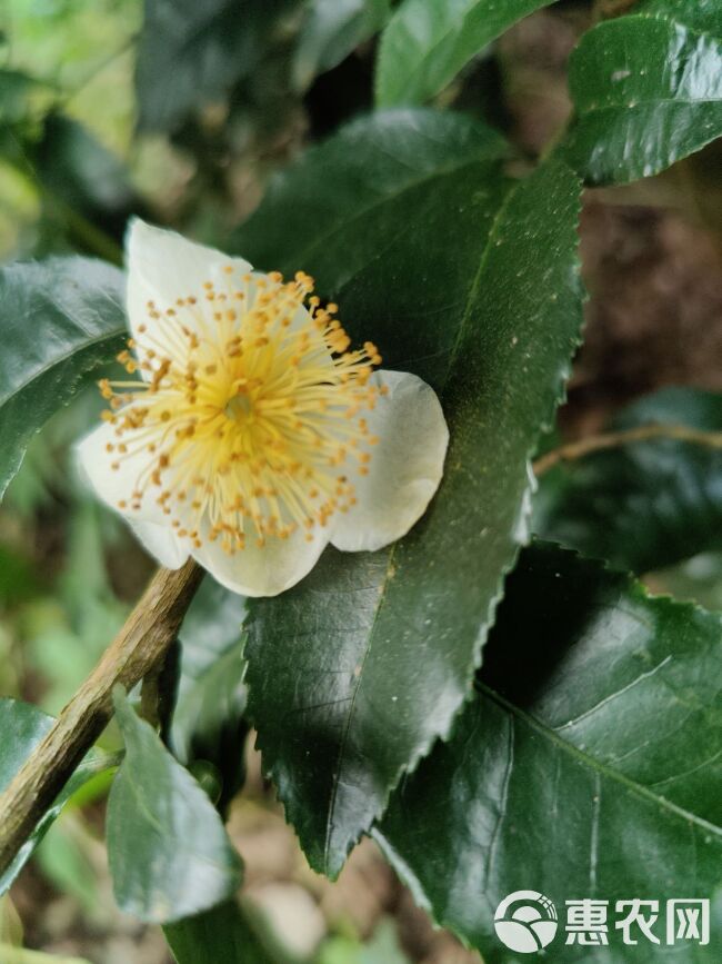 普洱生态茶 云南天然糯米香茶花醇香纯普洱茶树花普洱茶