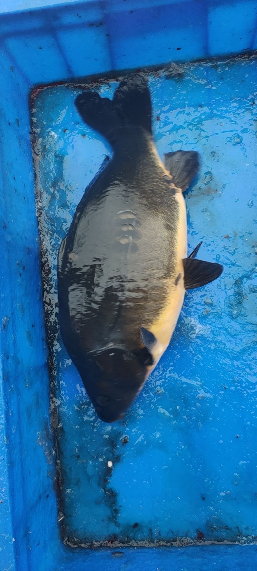 镜鲤 鲤鱼，裸框鲤鱼，活水网箱养殖肉厚刺少肉质鲜嫩有嚼劲没有土腥味