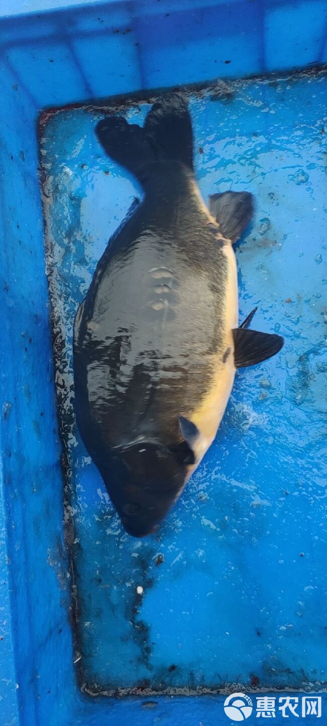 镜鲤 鲤鱼，裸框鲤鱼，活水网箱养殖肉厚刺少肉质鲜嫩有嚼劲没有土腥味