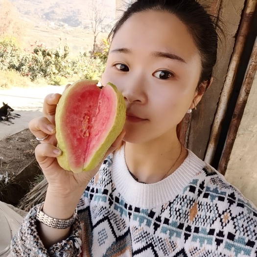 米易县 红心芭乐，大果，产地攀枝花米易县
