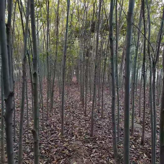 随县小叶朴 