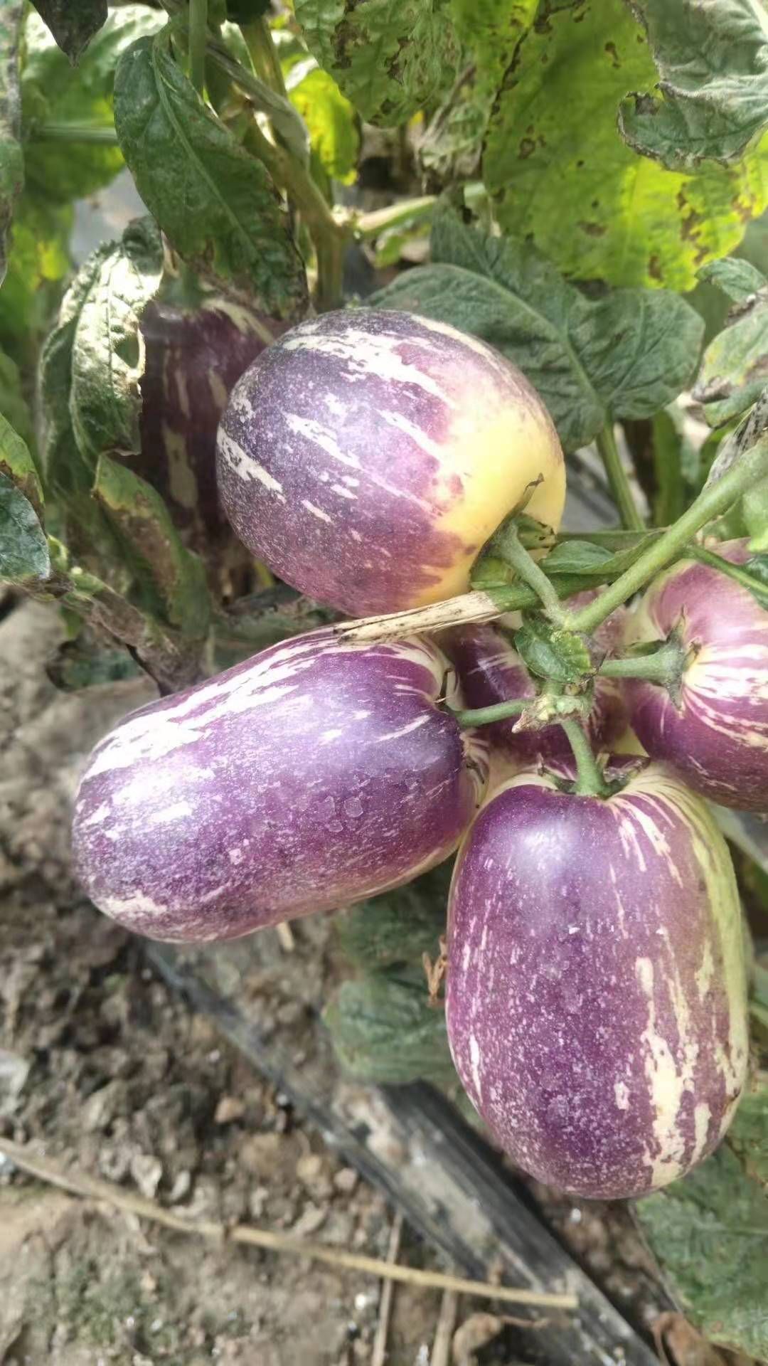 大量元素肥料  高氮高磷高钾平衡性水溶肥
