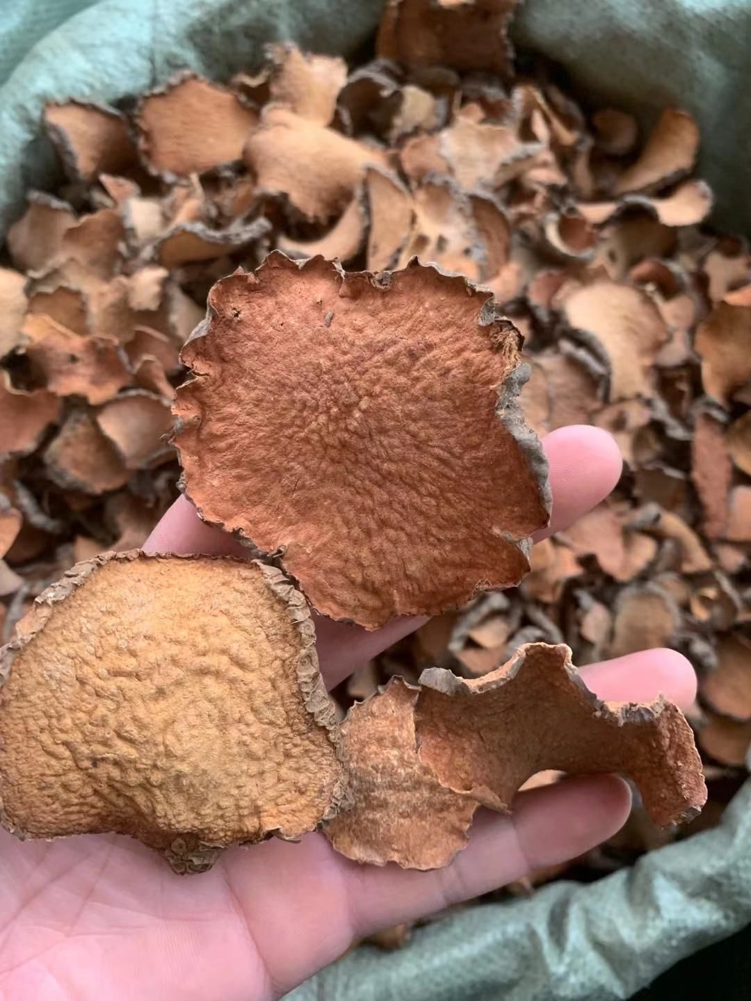 长期供应｛黄药子｝可批量可零售量大从优【包邮】