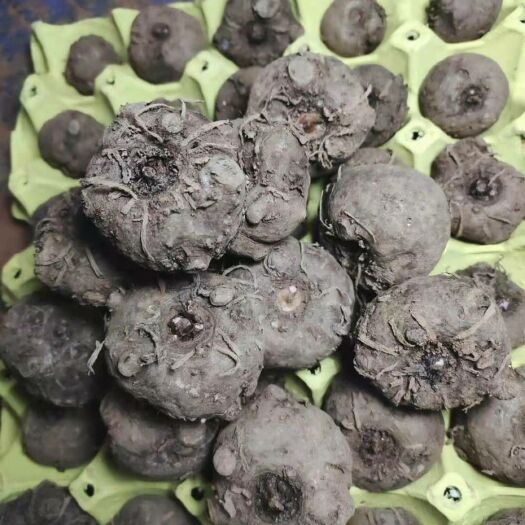 富源县魔芋种子 基地精品二代魔芋种 抗病强 成活率高 40斤包邮脱水消毒到位