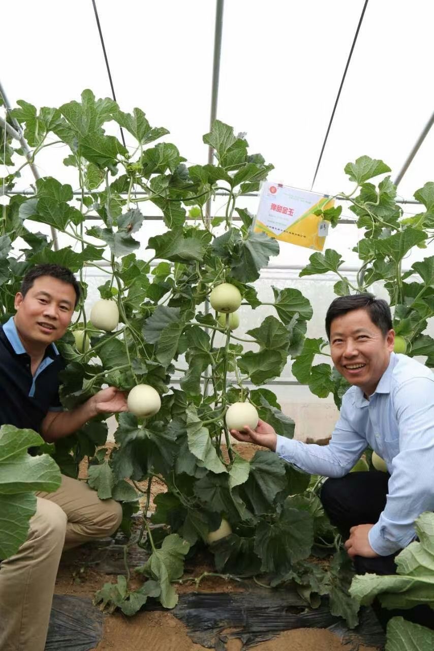 雪梨甜瓜种子  豫甜雪梨甜瓜种~薄皮洁白如玉亩产6000公斤