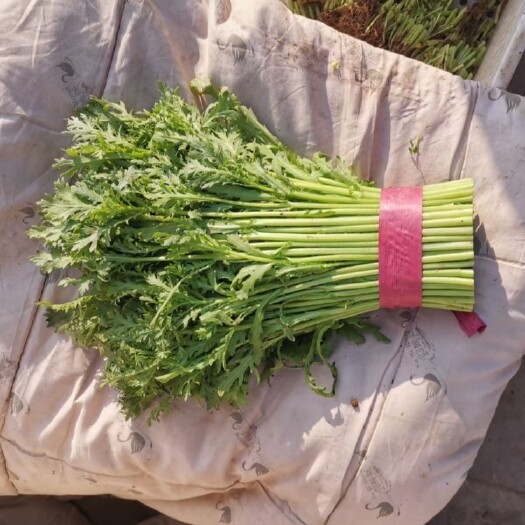 邯郸光杆茼蒿  货源充足价格合理质量可靠