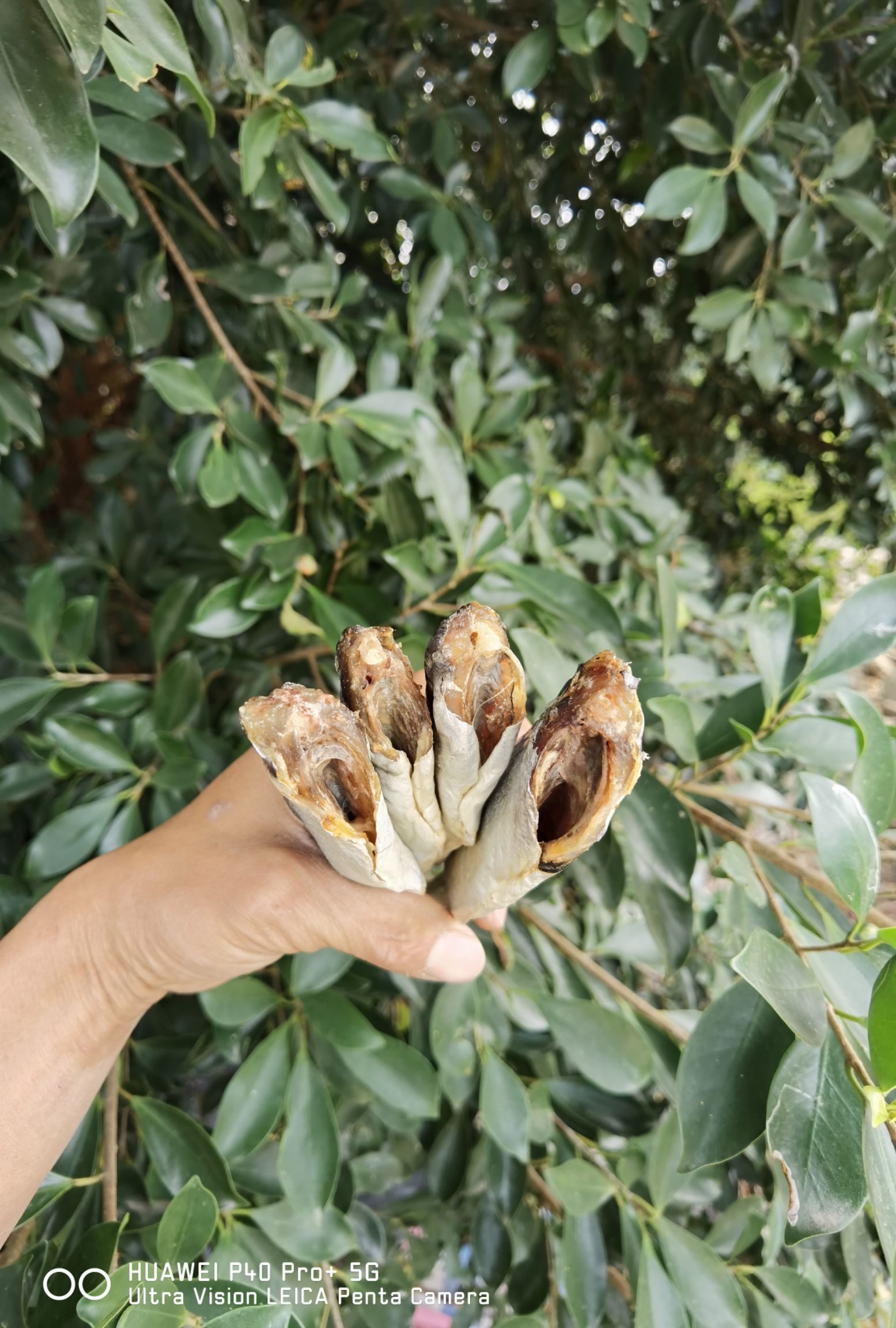 巴浪鱼干  池鱼  棍子鱼 干货  鱼干  咸鱼干【晒场直供