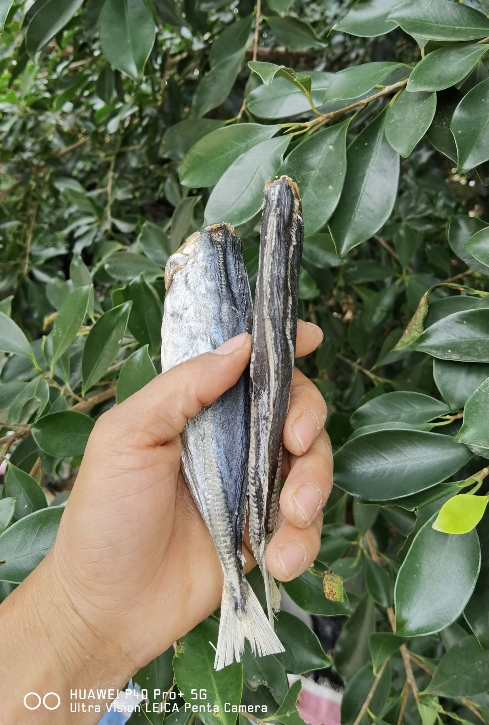 巴浪鱼干  池鱼  棍子鱼 干货  鱼干  咸鱼干【晒场直供