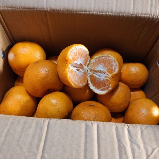 九江 🍊福建芦柑