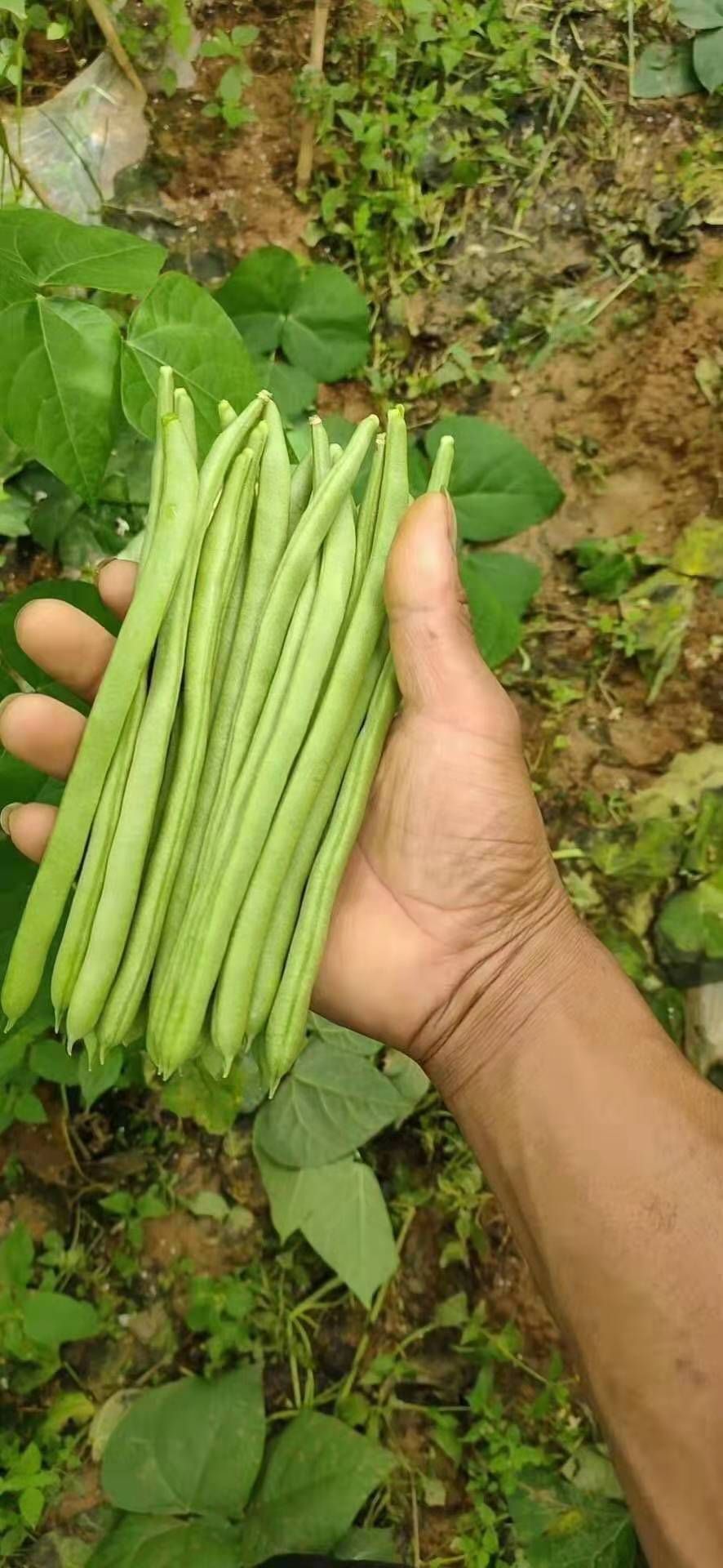 水溶肥料 植物的蛋白粉