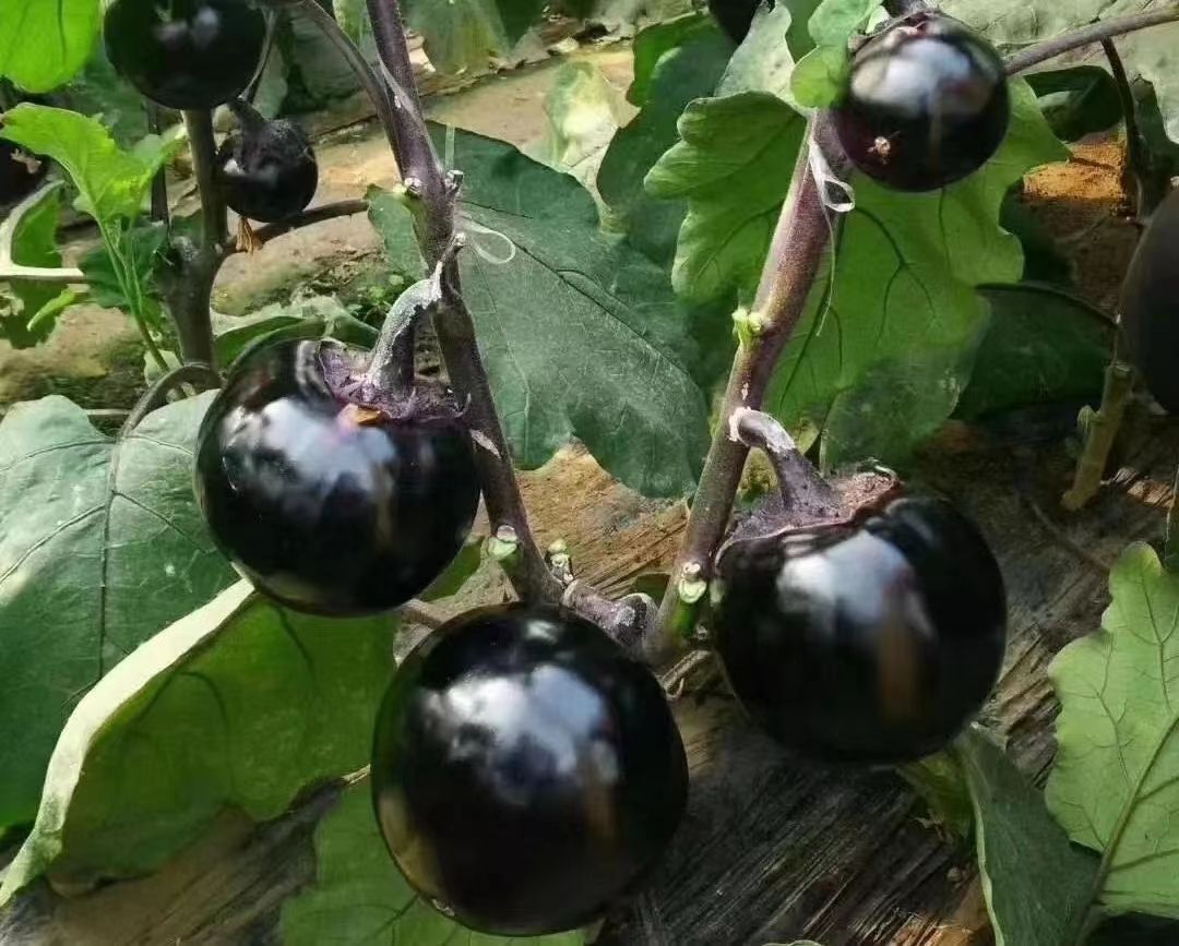 茄子苗  黑宝黑客圆茄自根嫁接苗耐运输紫黑油亮品种