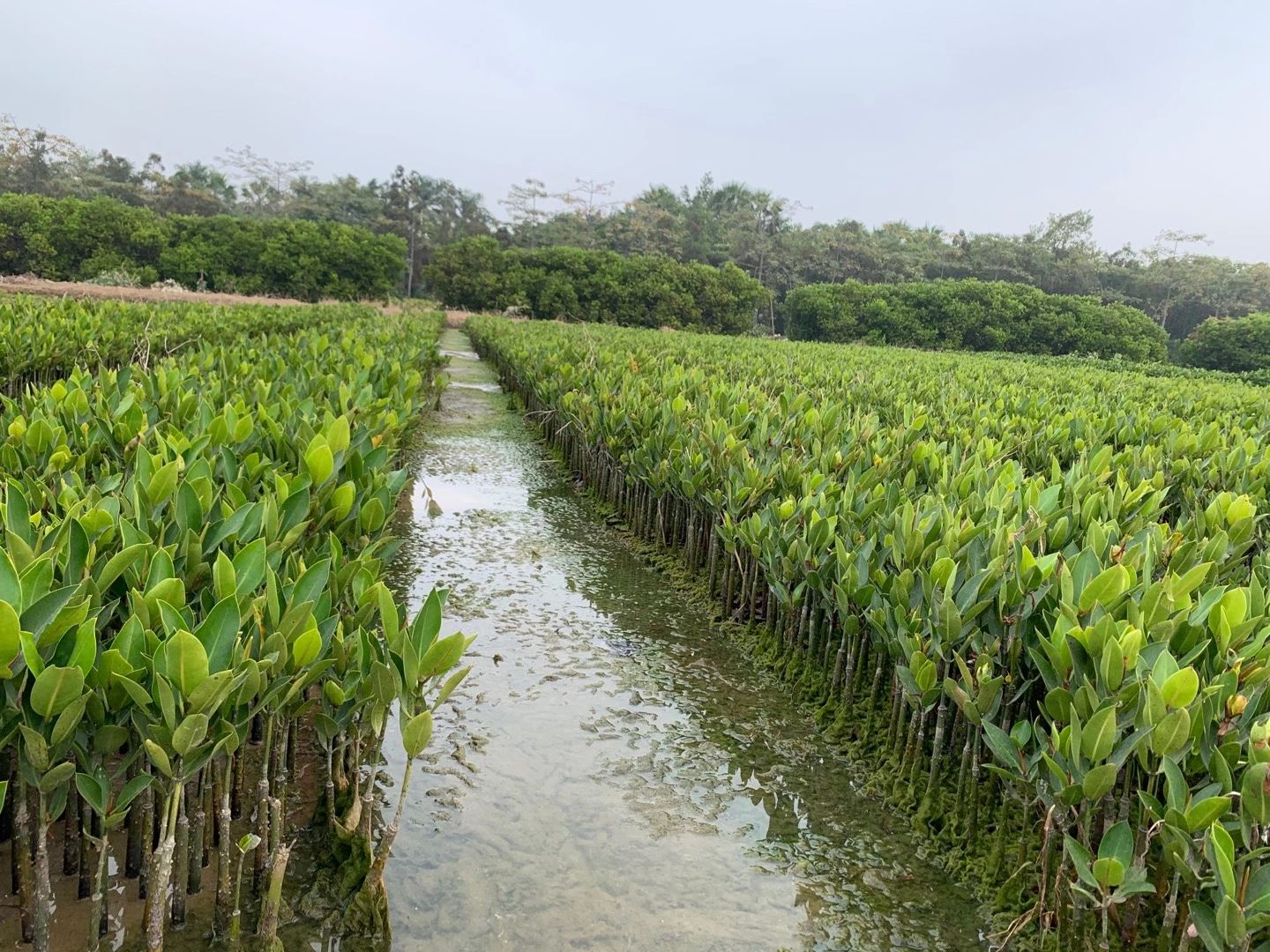 桂花树  红树林 秋茄树 绿化工程苗木