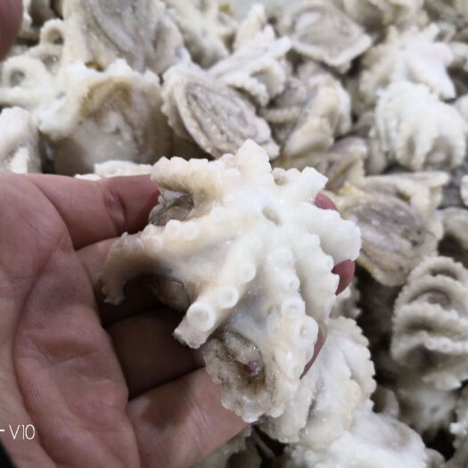 昌黎县章鱼  三去翻花八爪鱼
