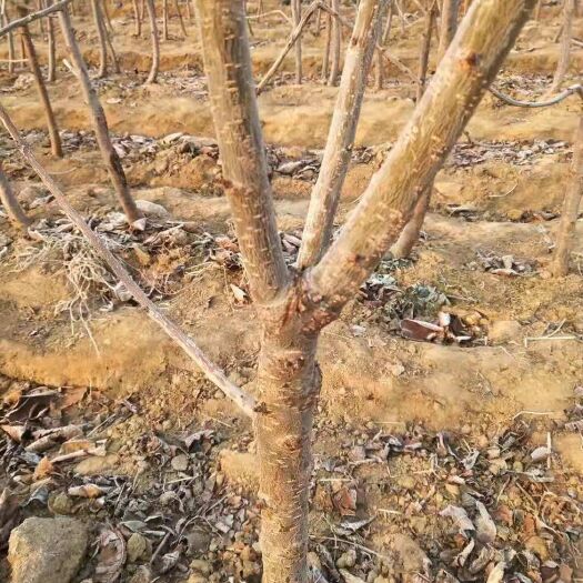 新泰市吉塞拉樱桃苗 樱桃苗木