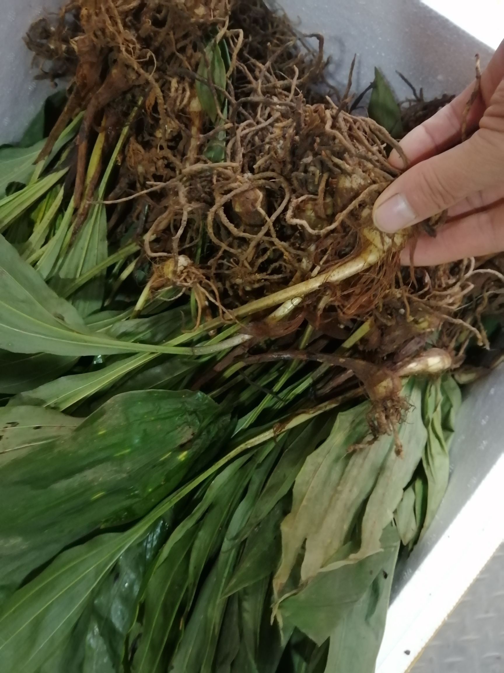 山慈菇 南方大叶子毛茨菇