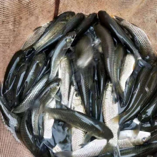 重庆市 草鱼，原塘鱼规格齐皮毛好条子鱼支持货到付款