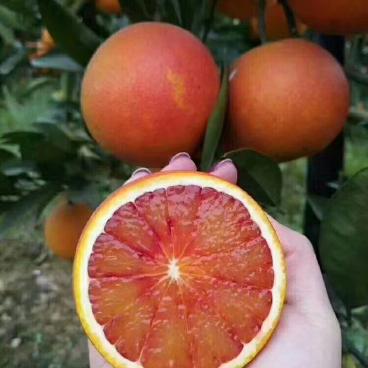 资中县 自己家塔罗科血橙，味甘醇香，现采摘现发货
