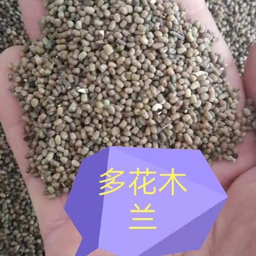 十堰多花木兰种子  当年新种，发芽率高，一粒一芽，野生