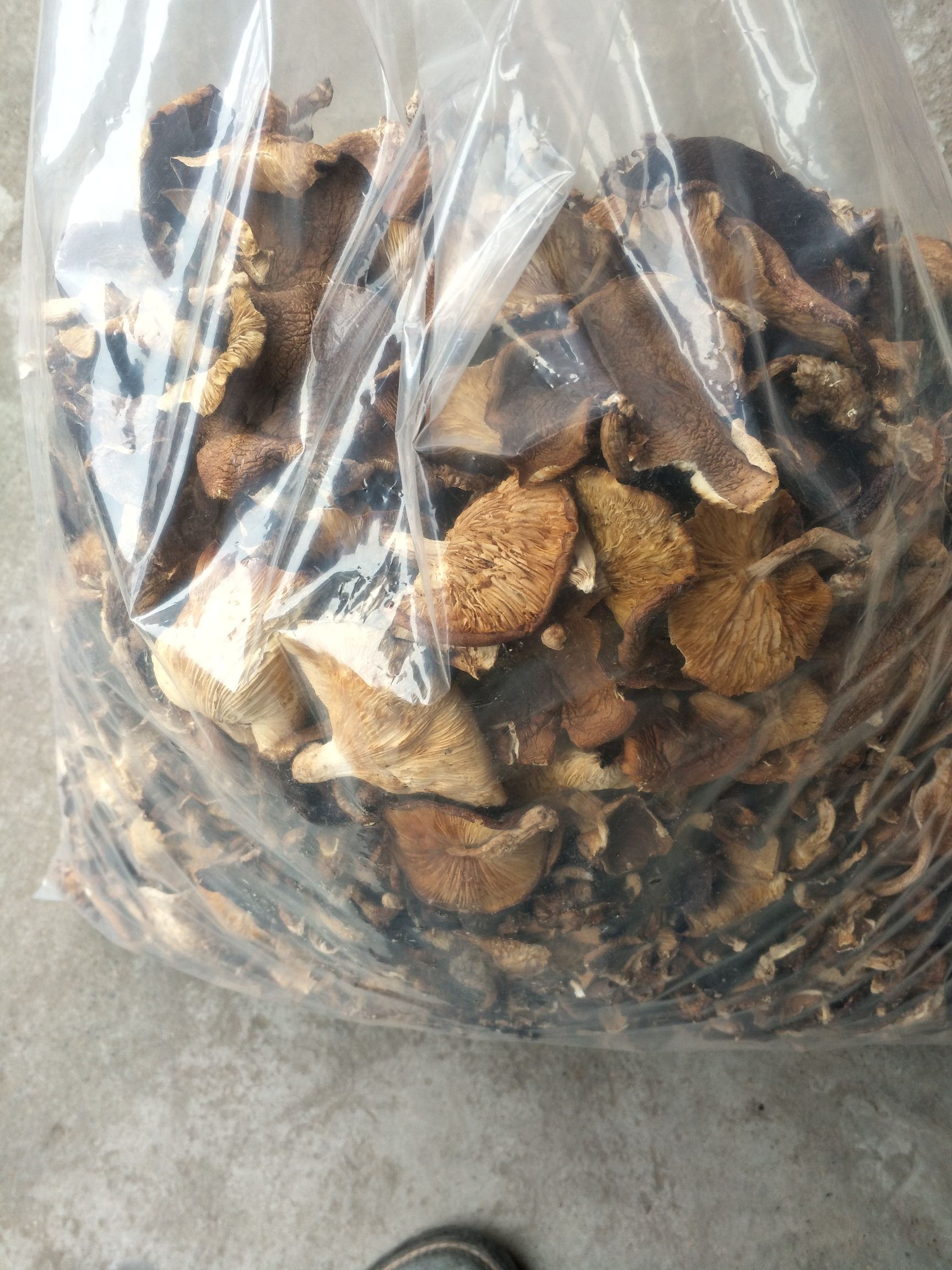 椴木菇  香菇 广西大瑶山原始深山生态香菇 椎木椴木