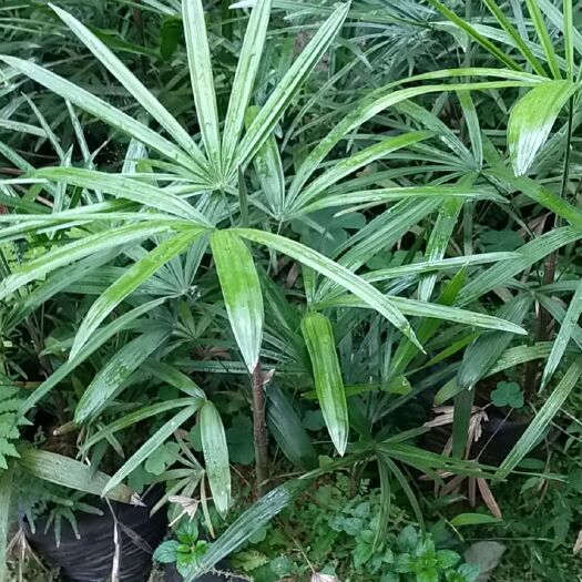 桂林翠叶竹芋 粽竹