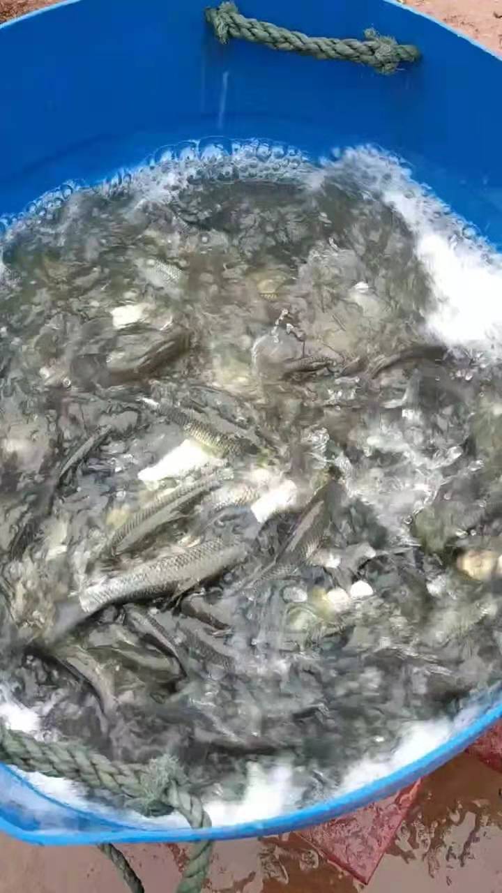  草鱼，原塘鱼规格齐皮毛好条子鱼支持货到付款
