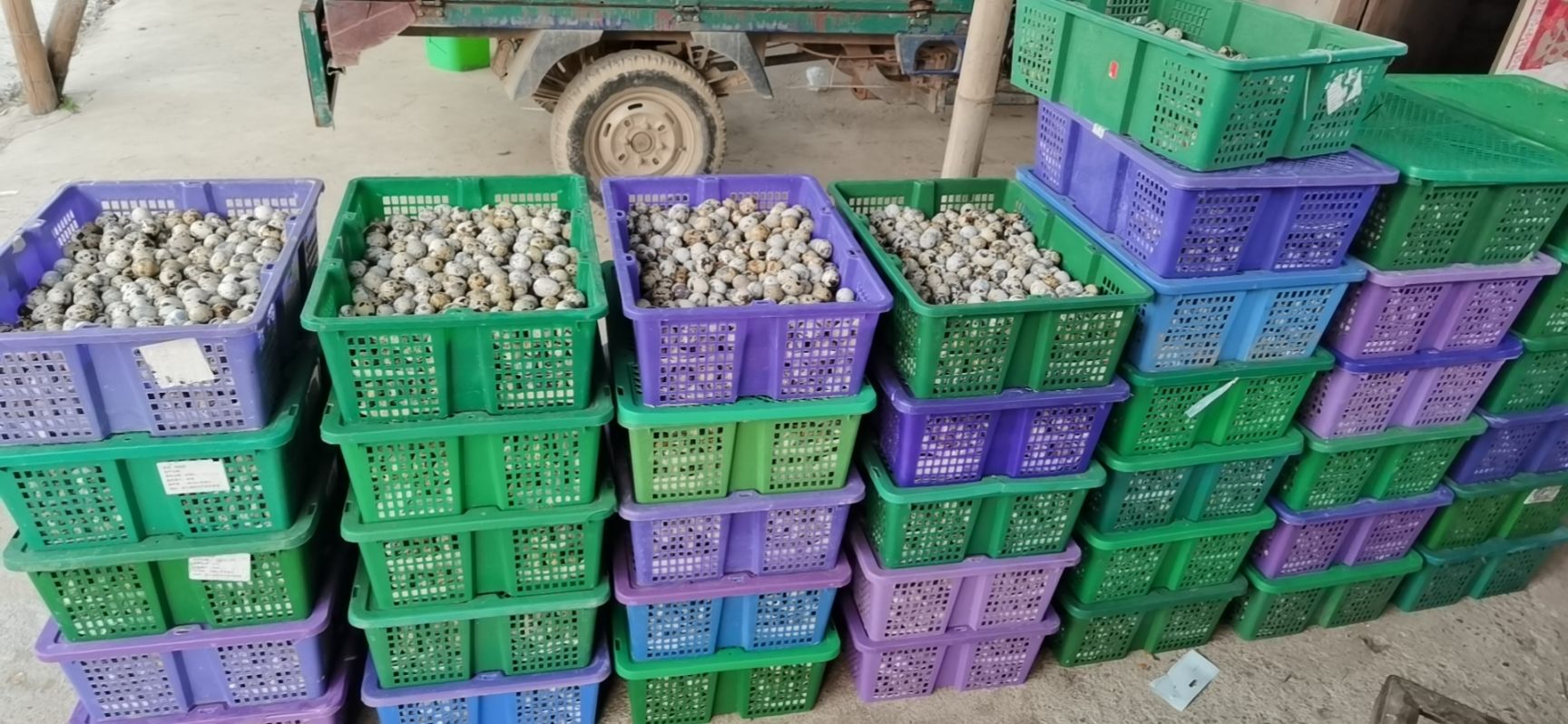 黄羽鹌鹑蛋  新鲜自产自销鹌鹑蛋