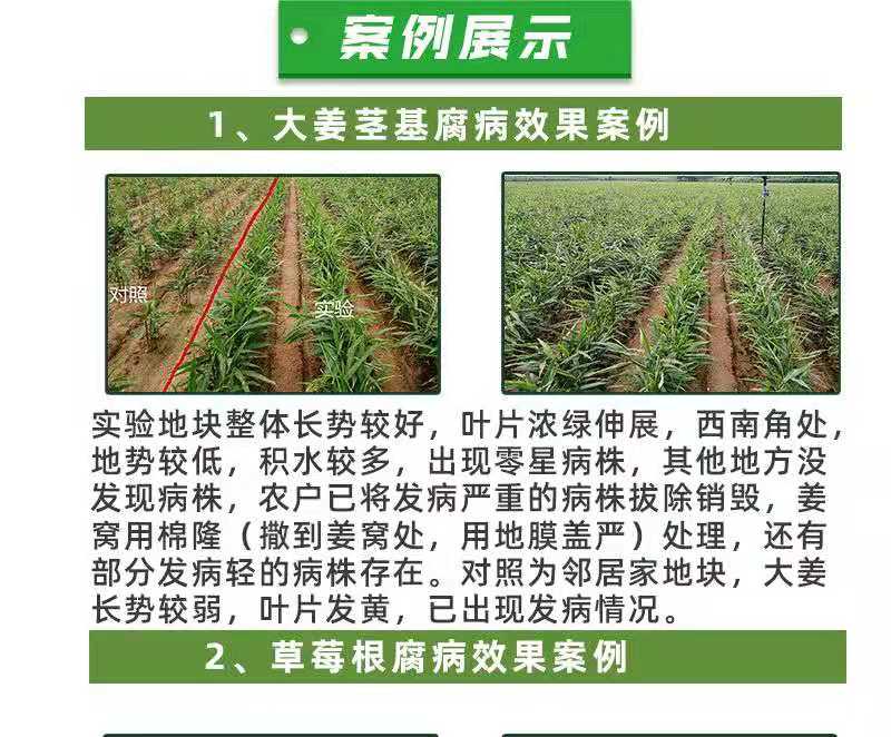 种植EM菌种  农业种植em菌复合菌改良土壤***病青枯病 稻瘟病细菌生物菌