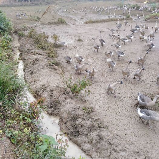 钦州马岗鹅 8-10斤 统货 全散养 
