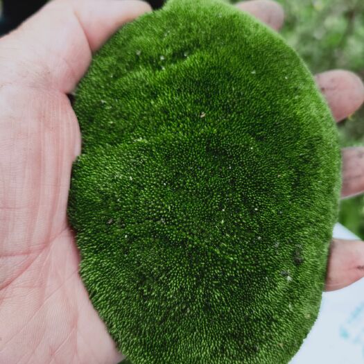 贵阳青苔 优质品